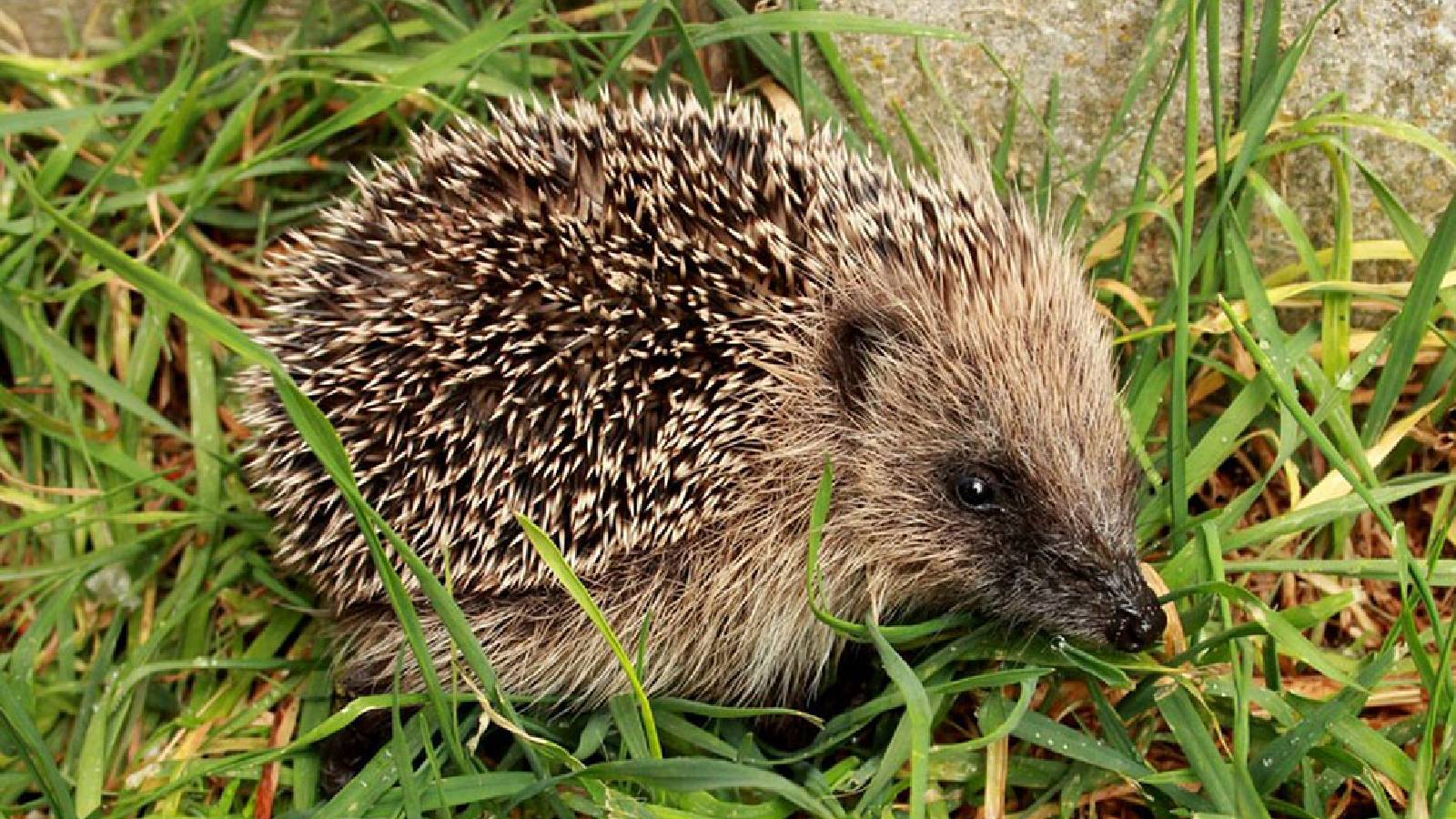 القنفذ Erinaceus الاوروبي بأنفه الكبير و أشواكه الكثيفة يقف فوق العشب الاخضر