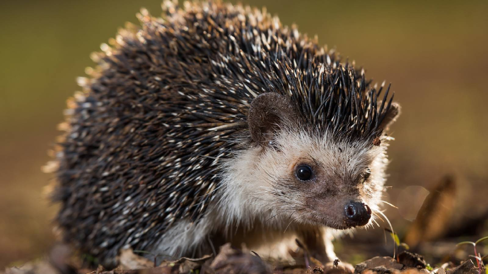 قنفذ Paraechinus له بطن ابيض ولونه يميل للسمرة 