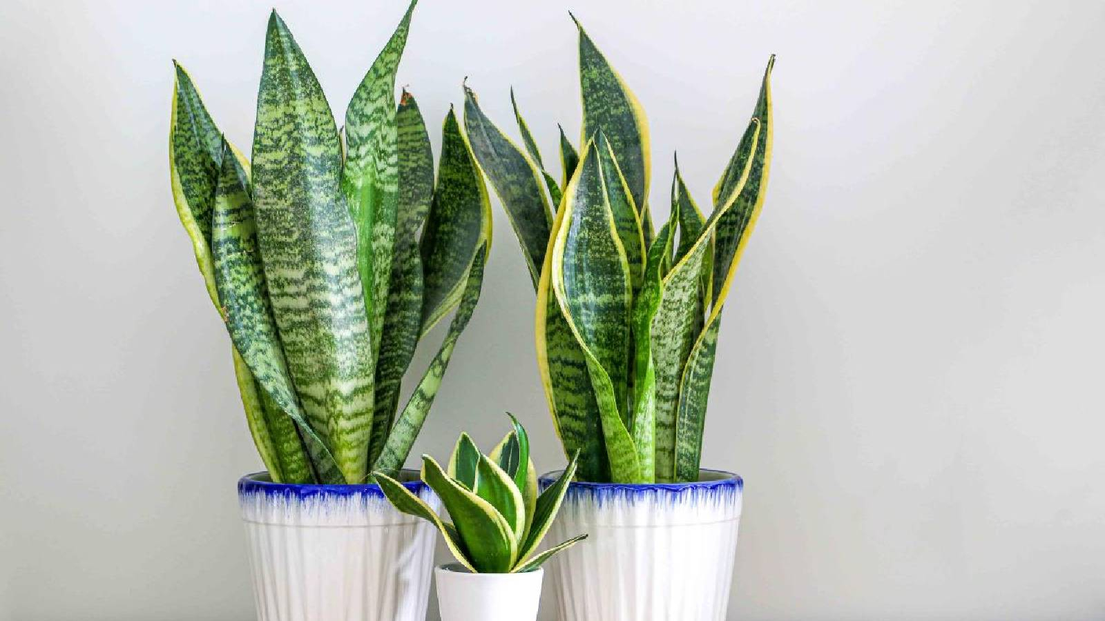 نبتة الثعبان موضوعة في ثلاث عبوات بيضاء 