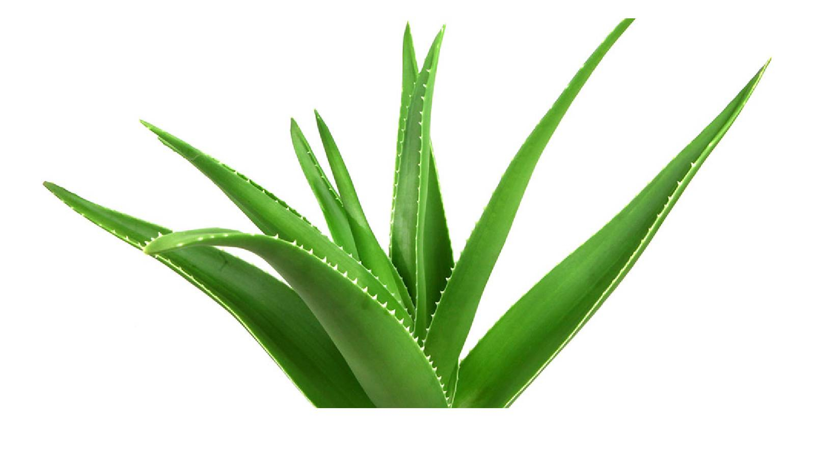 نبتة ألوفيرا خضراء 