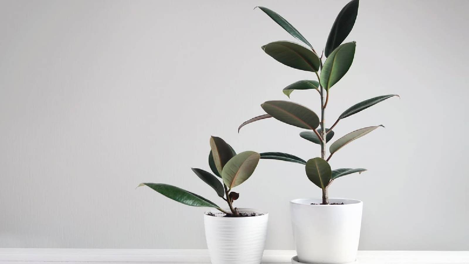 شجرة المطاط موضوعة في عبوات بيضاء 