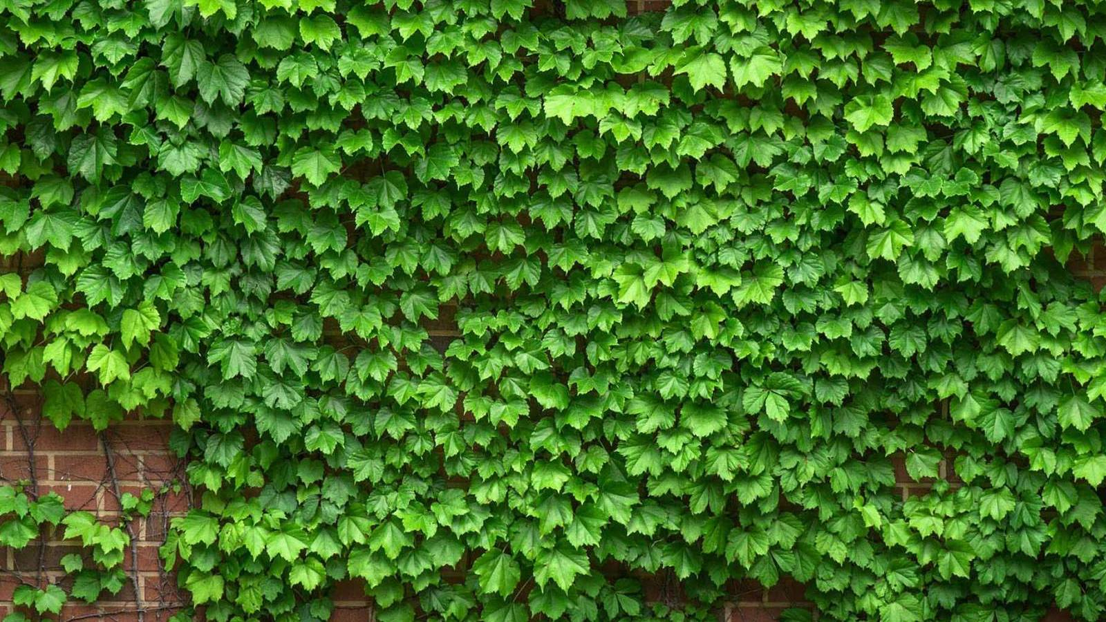 نبتة اللبلاب متسلقة مغطية حائط من الطوب الاحمر 