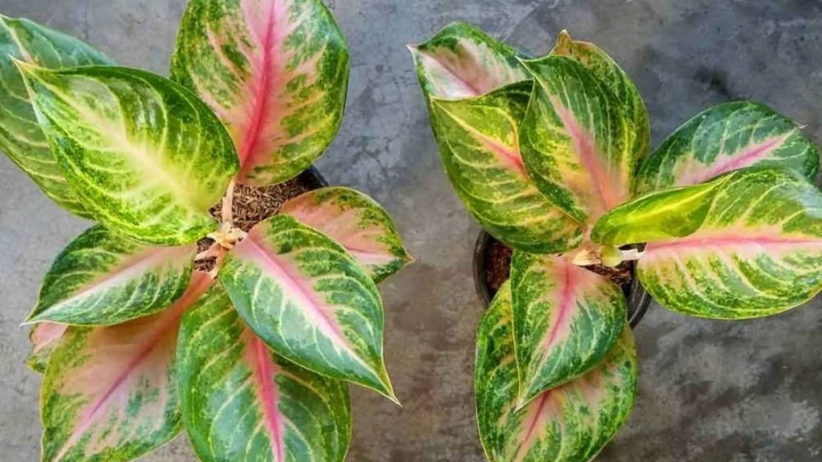 نبتتين أجلونيما بأوراقها الخضراء المتشربة باللون الزهري في وسط الورقة 