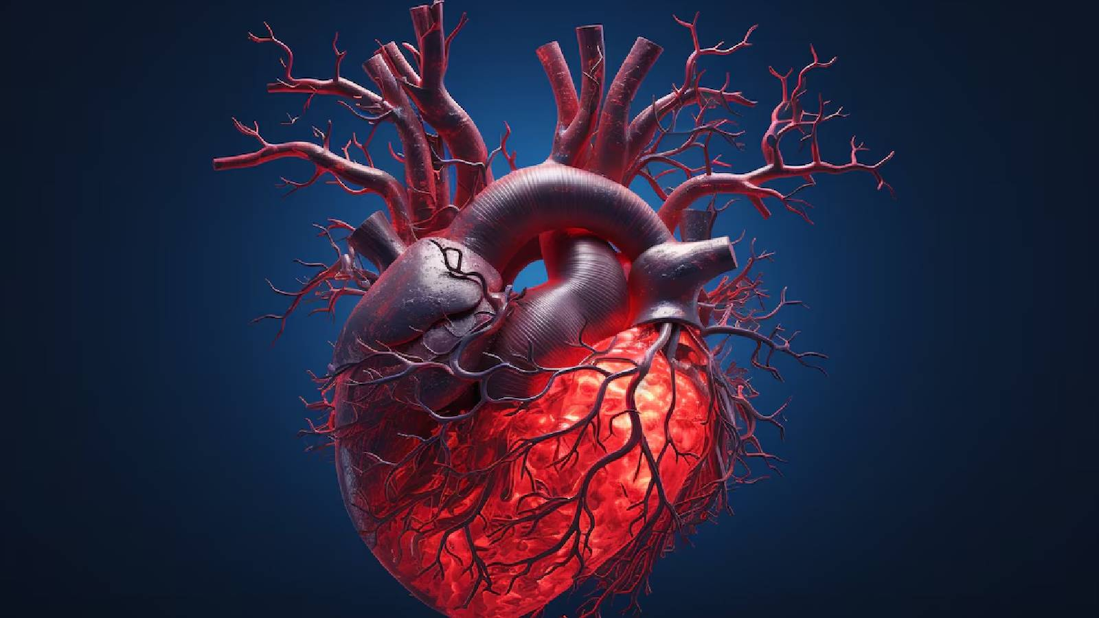 على خلفية سوداء يظهر رسم لقلب الانسان و يظهر فيه الاوردة والشرابين