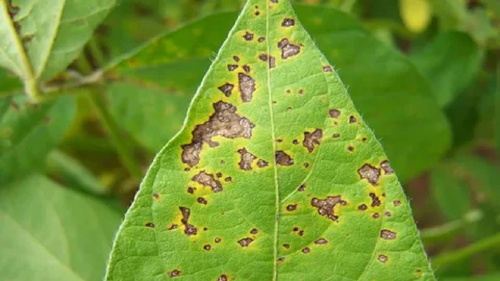 ورقة خضراء مريضة بالفطريات حيث تظهر على سطجها بقع داكنهة 