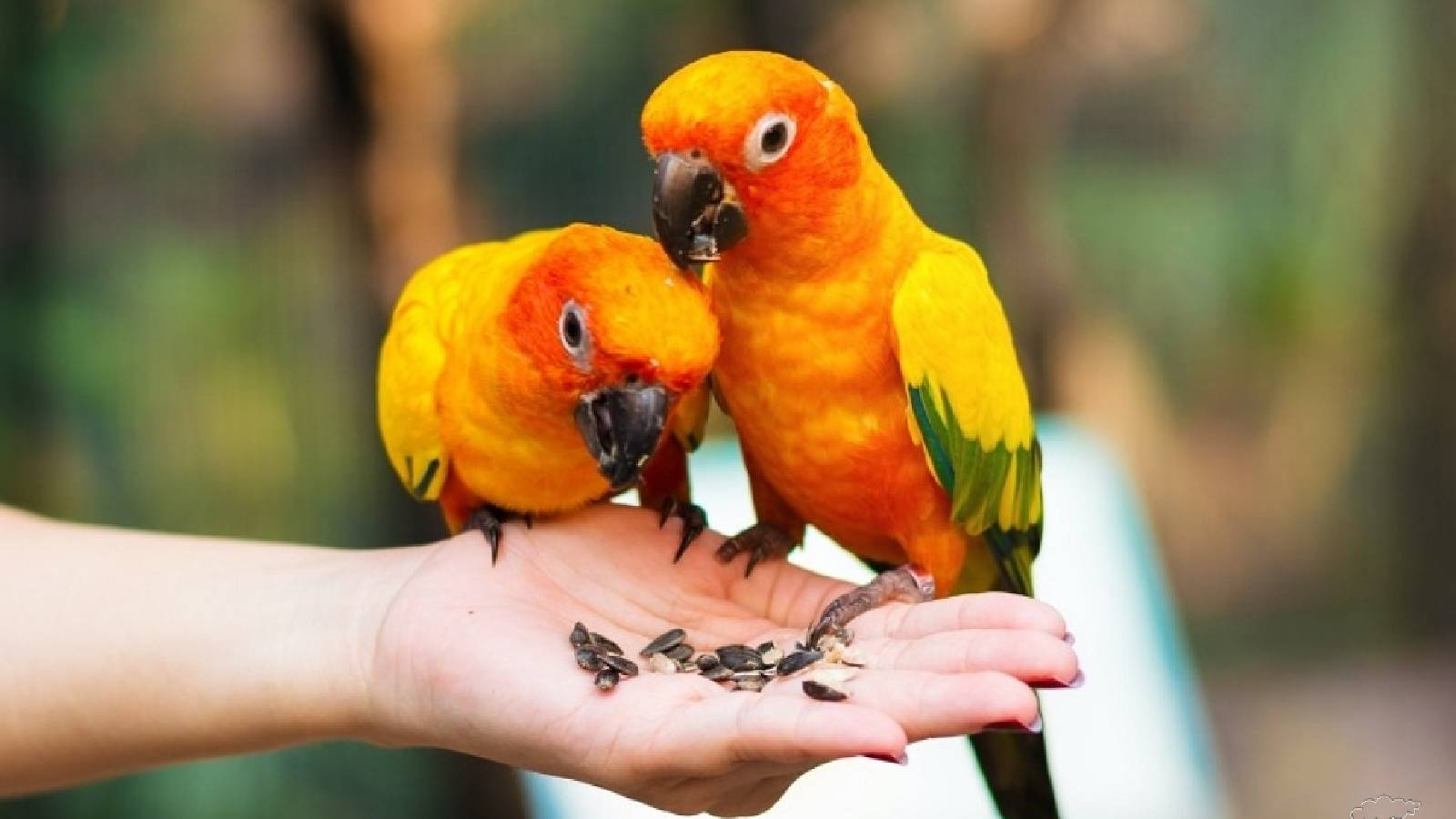 ممدودة عليها بذور عباد الشمس وتقف  على اليد طيرين من طيور الحب 