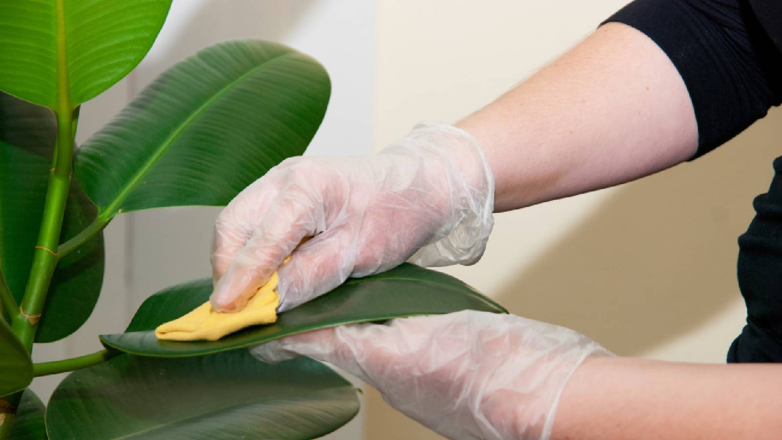 يدين ترتدي قفازات نايلون ممسكة بقطعة قماش صفراء اللون تمسح بواسطتها سطح اوراق النبات
