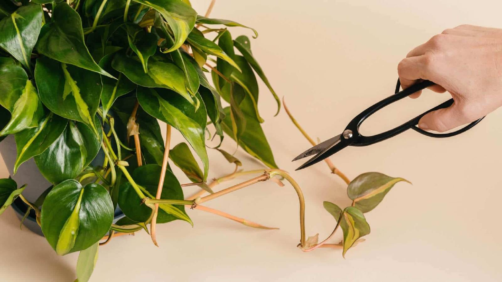 يد تمسك مقص لقص الاوراق التالفة