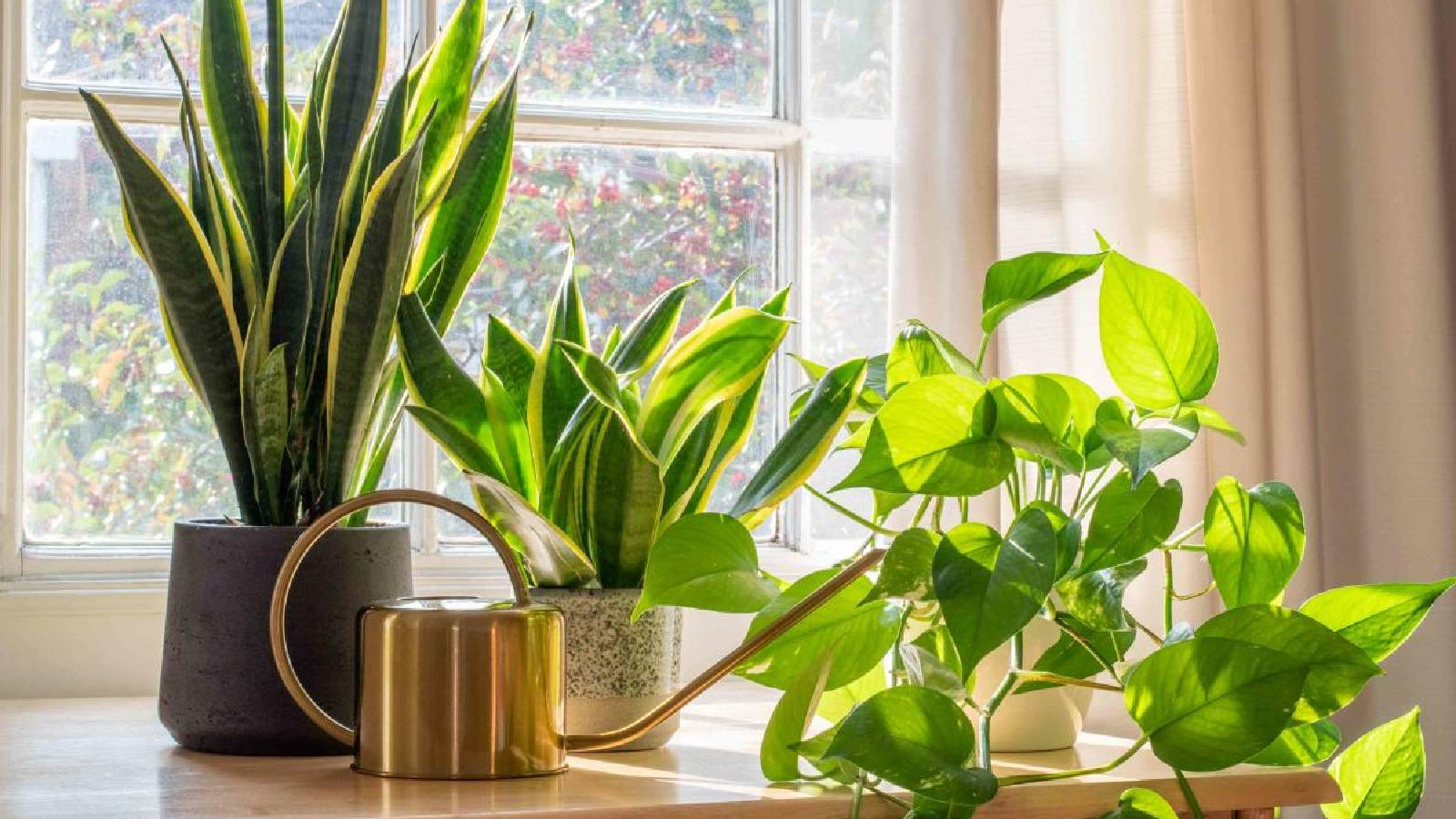 نباتات موضوعة عند النافذة معرضة لضوء الشمس 