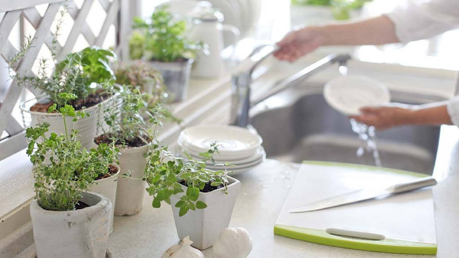نباتات منزلية موضوعة في عبوات بيضاء بجانب المجلى في المطبخ و يدين تنظف صحن ابيض تحت صنبور الماء 
