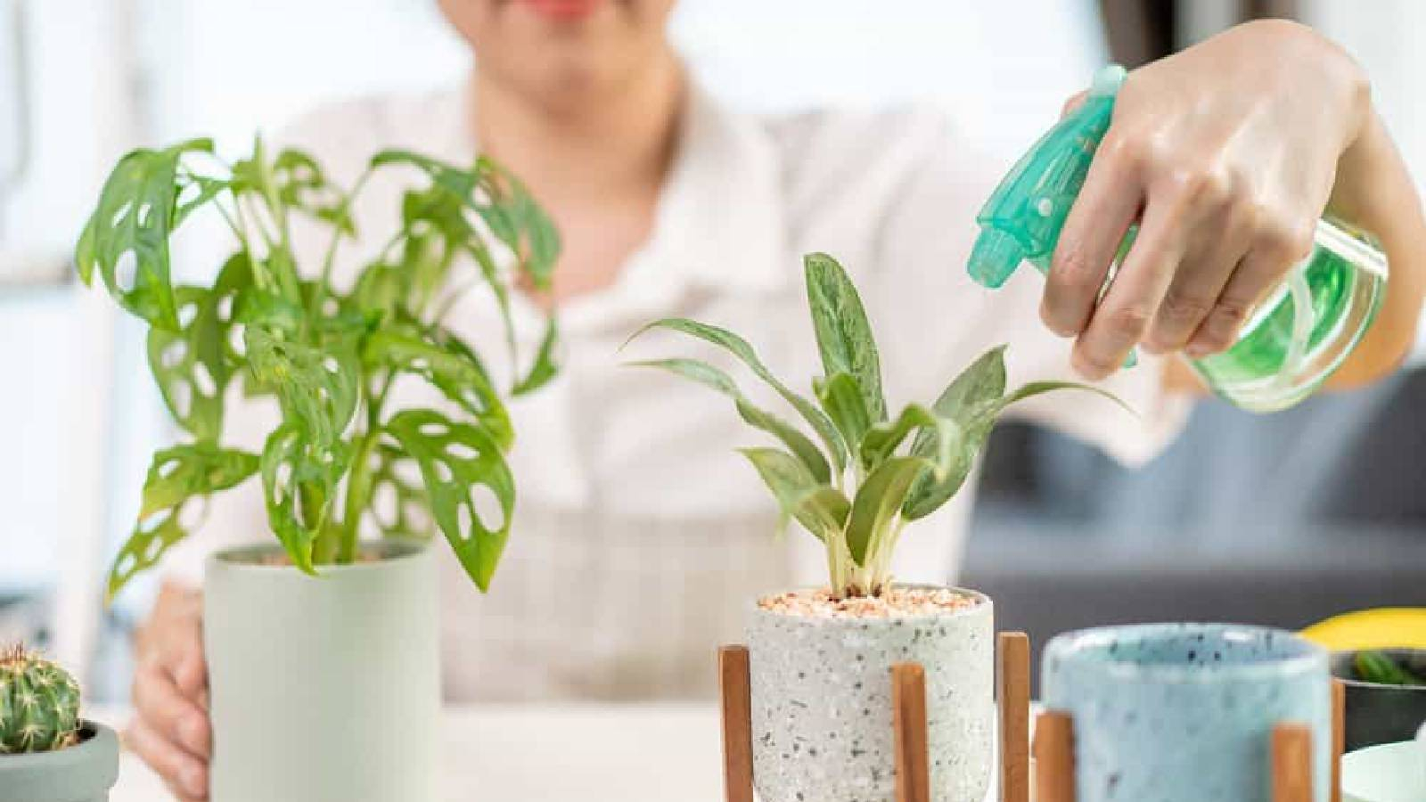 امرأة تمسك بخاخة بيدها وتعتني بنباتات منزلية
