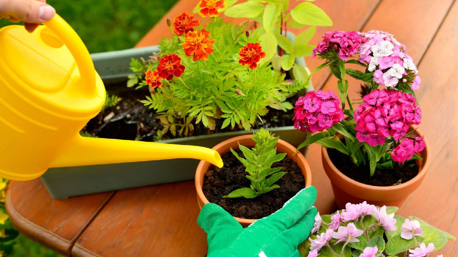 يد تحمل عبوة صفراء لسقاية النباتات ويد اخرى تردي كف اخضر ويوجد عدة عبوات تحوي نباتات منزللية 