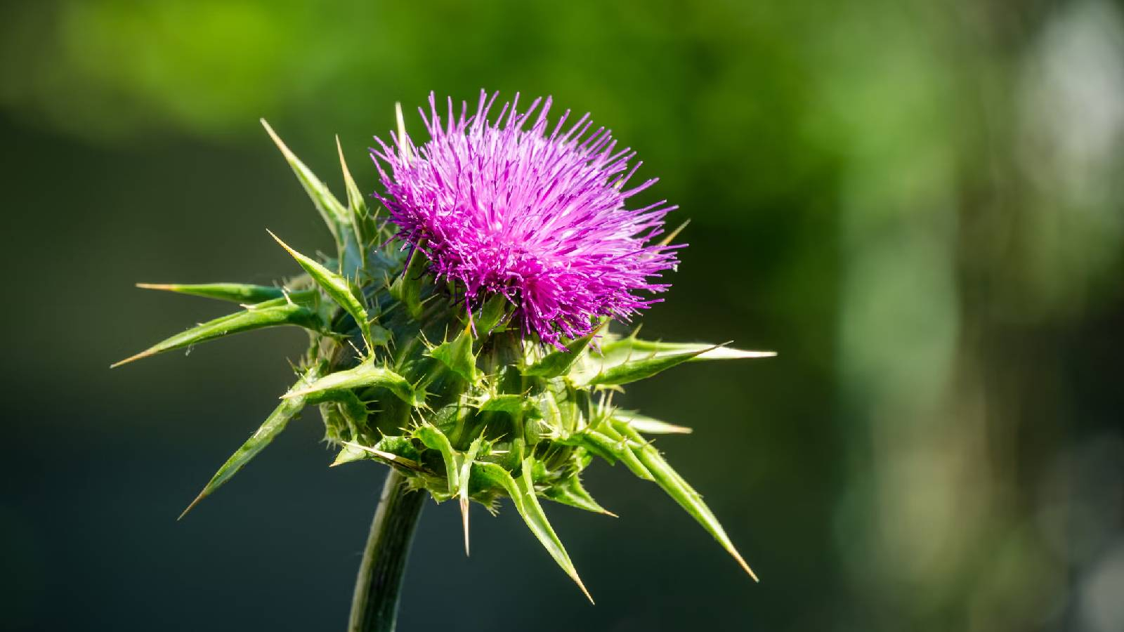 عشبة شوك الحليب المليئة بالشوك وفي اعلاها زهرة بنفسجية 