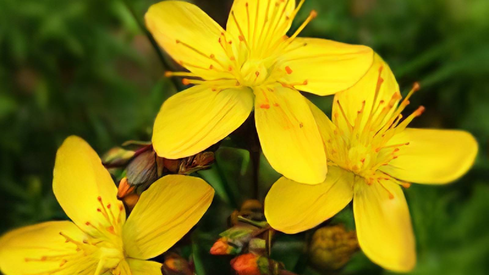 ثلاث زهرات من زهور العرن المثقوب الصفراء