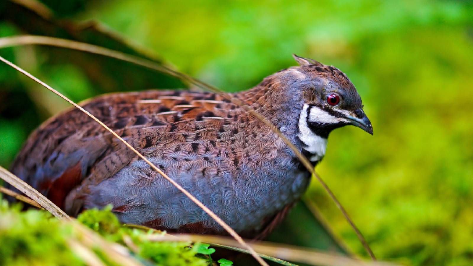 طائر السمان الملك ذو اللو ن الازرق في الطبيعة  ومنقارة الاسود 