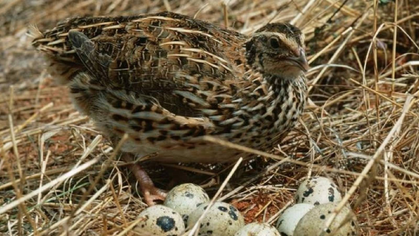 طائر السمان البني ويضع امامه في العش بيوضه الصغيرة
