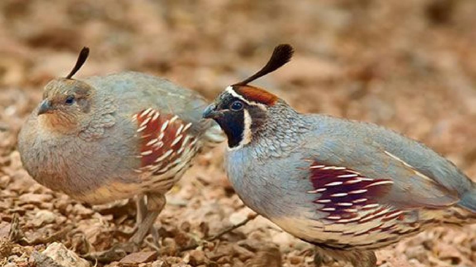 طارين من السمان وعلى رأسهم ريشة سوداء وريشهم الرمادي والبني 
