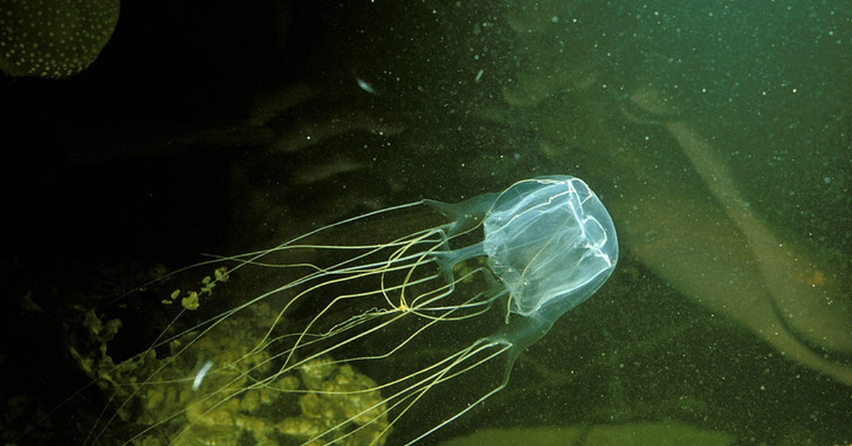 قنديل البحر الصندوقي