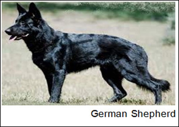 كلاب الإنقاذ