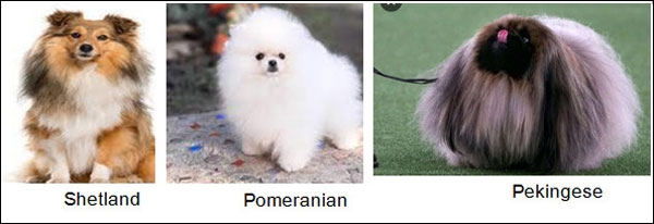 كلاب العروض