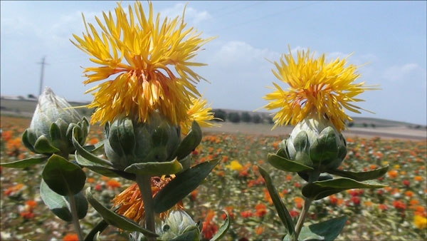 ما هو العصفُر