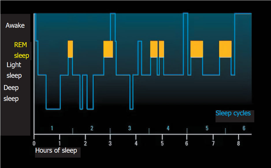 دورة النوم الطبيعية