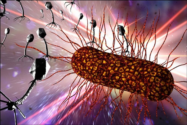 مملكة البدائيات