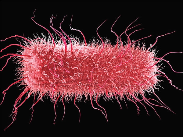 مملكة البكتريا الحقيقية