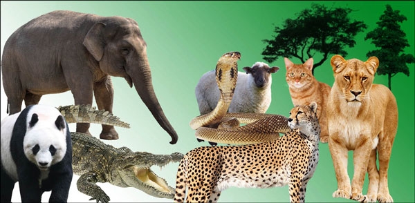 مملكة الحيوانات