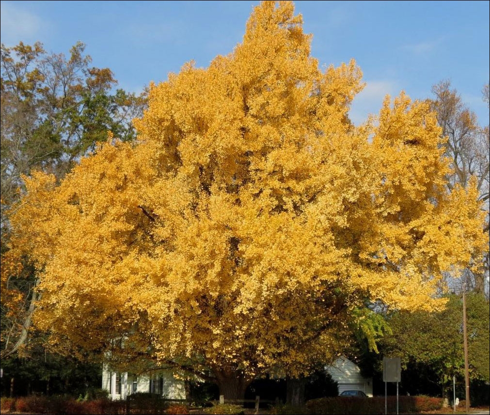 موت الأشجار