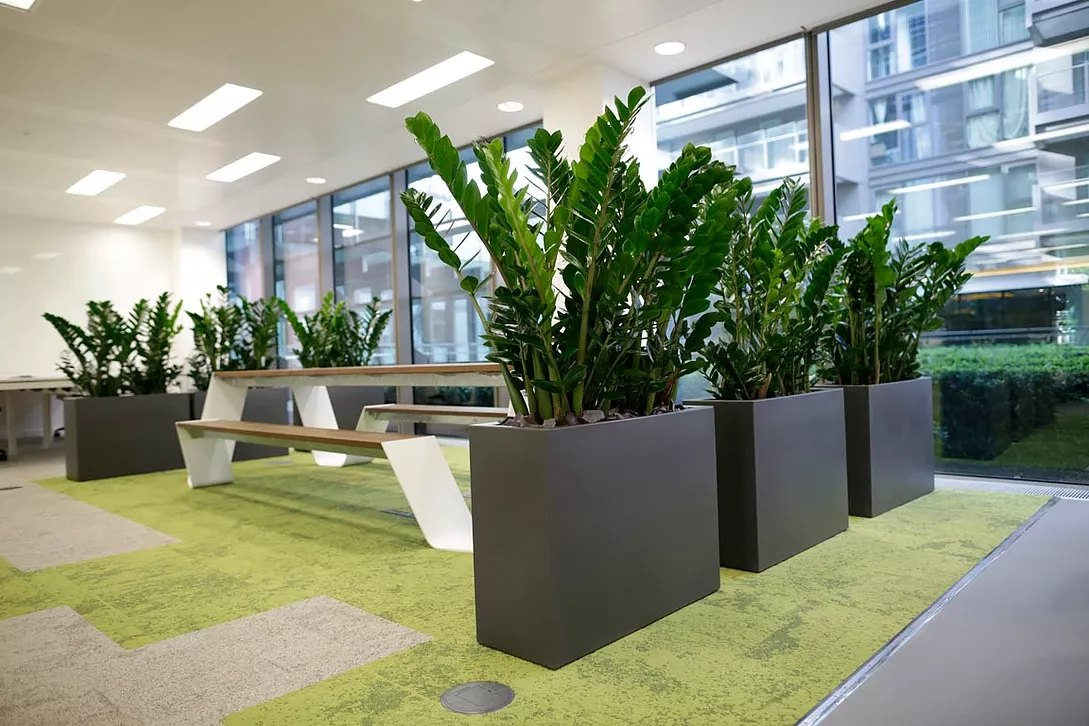 نباتات مكتبية