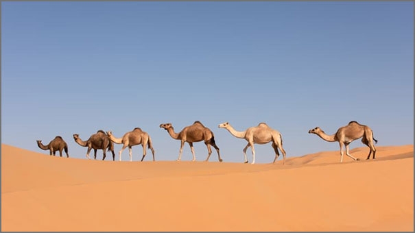 نمط القطيع الاجتماعي