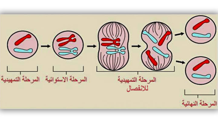 دورة نمو الخلية الحيوانية