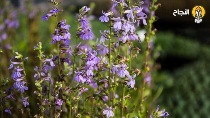 عشبة اللوبيليا بين الفوائد والاضرار، ما هي طريقة الاستخدام؟ عشبة اللوبيليا بين الفوائد والاضرار، ما هي طريقة الاستخدام؟