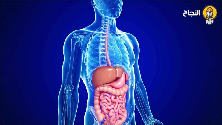 أمراض الجهاز الهضمي وكيفية تحصينه منها أمراض الجهاز الهضمي وكيفية تحصينه منها