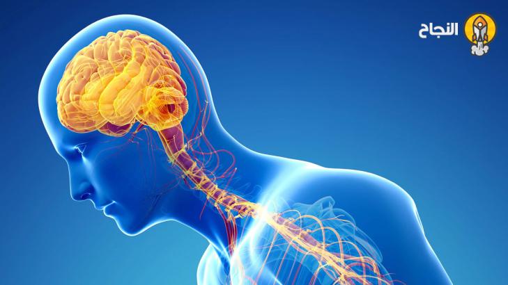 5 نصائح غذائيّة لتقوية الجهاز العصبي 5 نصائح غذائيّة لتقوية الجهاز العصبي