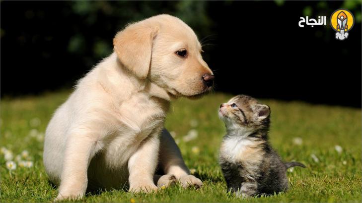 الحيوانات الأليفة: أنواعها وفوائدها ومخاطرها الحيوانات الأليفة: أنواعها وفوائدها ومخاطرها