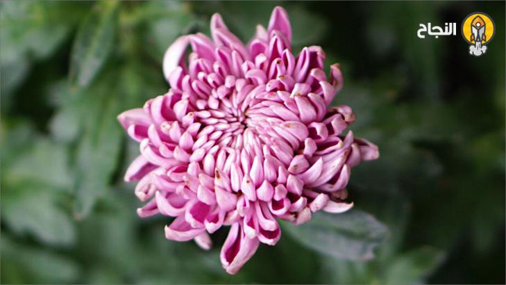 نبات الاقحوان