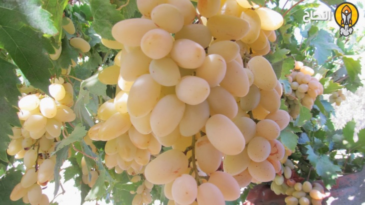 8 معلومات هامة عن ثمرة العنب