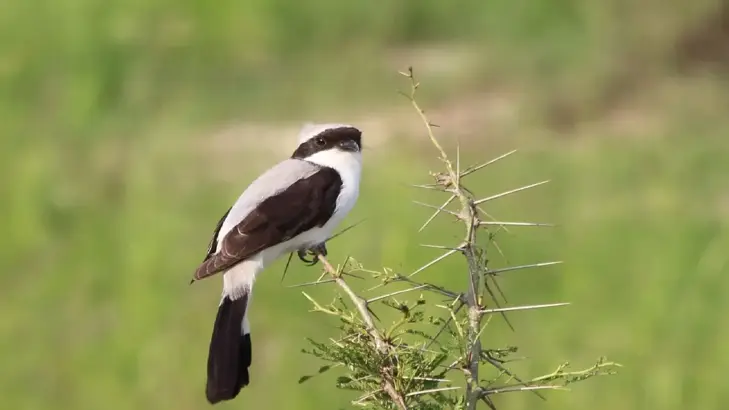 طائر الصرد: صائد ماهر متألق بألوان جميلة