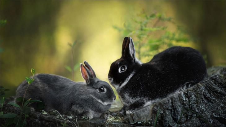 تفسير رؤية الأرانب في المنام