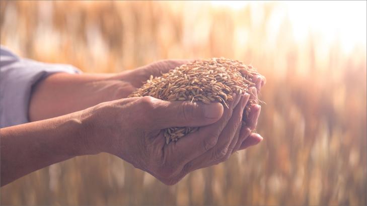 الأمان الغذائي وتأمين الغذاء في العالم النامي