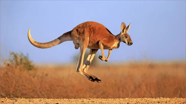 كل ما تحتاج معرفته عن حيوان الكنغر: صفاته، بيئته، وسلوكياته الفريدة
