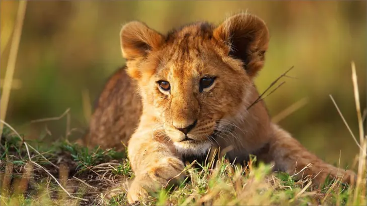 الرفق بالحيوان: تعريفه وأهميته وأشكاله في حياتنا اليومية