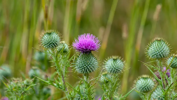عشبة الشوك المقدس: الفوائد والأضرار والاستخدامات