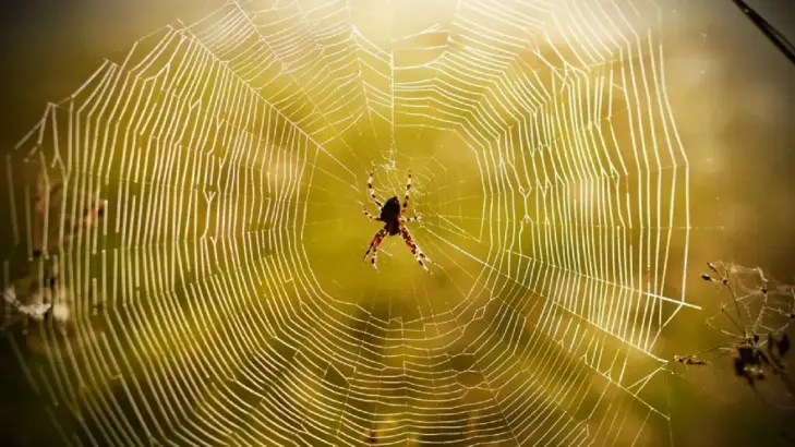 تفسير رؤية العنكبوت في المنام: دلالات ومعاني الحلم بالعنكبوت تفسير رؤية العنكبوت في المنام: دلالات ومعاني الحلم بالعنكبوت