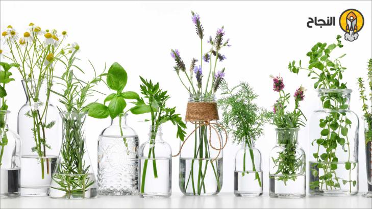 الأعشاب والنباتات الطبية ودورها العلاجي الأعشاب والنباتات الطبية ودورها العلاجي