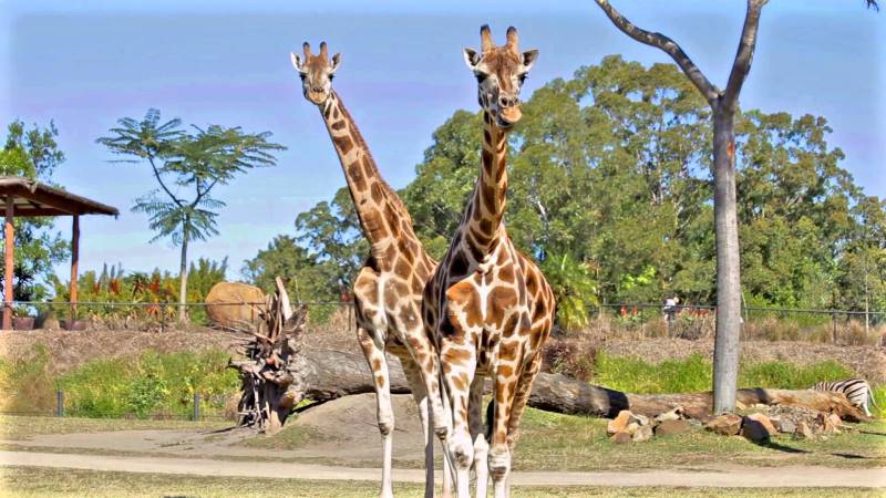 حديقة أستراليا