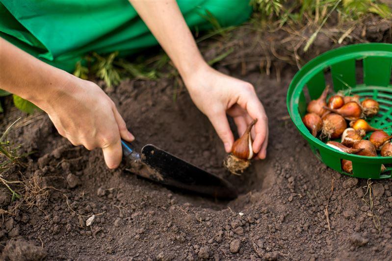 زراعة التوليب