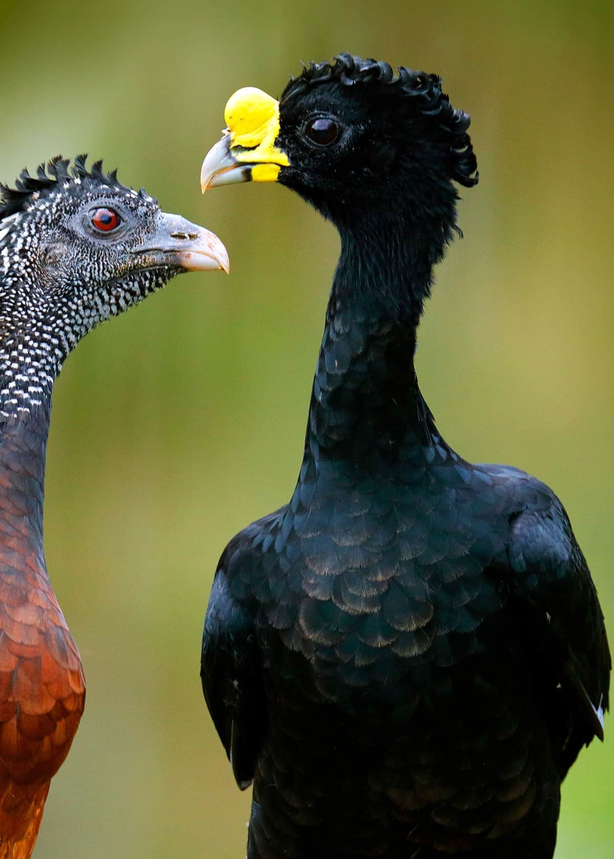 القراز الكبير